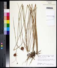 Rhynchospora tracyi image