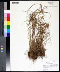 Cyperus aggregatus image