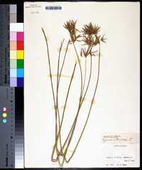 Cyperus articulatus image