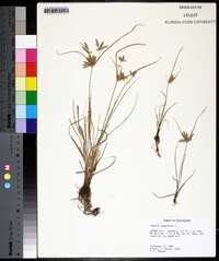 Cyperus compressus image