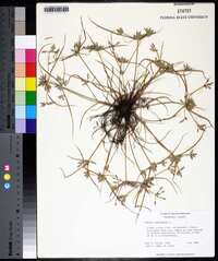 Cyperus compressus image