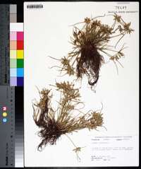 Cyperus compressus image