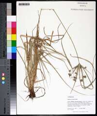 Cyperus croceus image