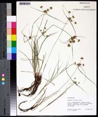 Cyperus croceus image