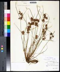 Cyperus diandrus image