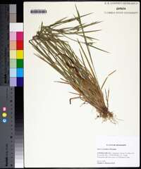 Carex crebriflora image