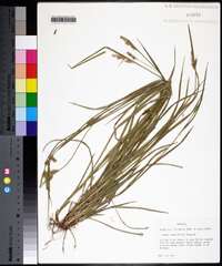 Carex crebriflora image