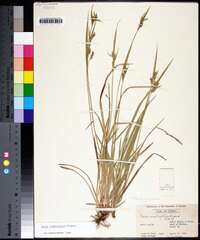 Carex crebriflora image