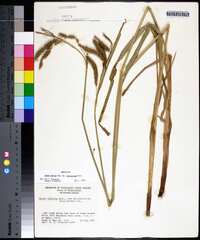 Carex crinita var. brevicrinis image