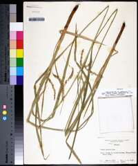 Carex crinita var. brevicrinis image
