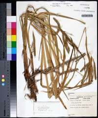Carex crinita var. brevicrinis image