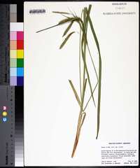 Carex crinita var. crinita image