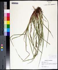 Carex debilis var. debilis image