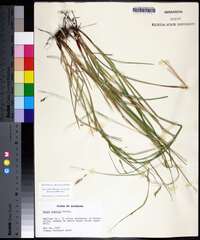 Carex debilis var. debilis image