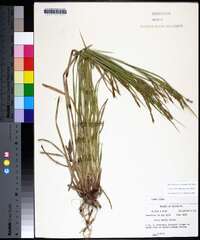 Carex debilis var. debilis image