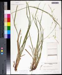 Carex debilis var. debilis image