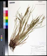 Carex debilis var. debilis image