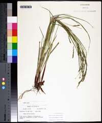 Carex debilis var. debilis image