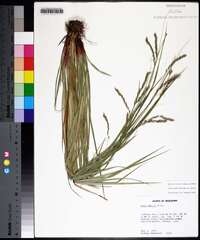 Carex debilis var. debilis image