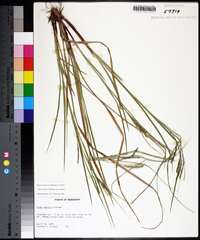 Carex debilis var. debilis image