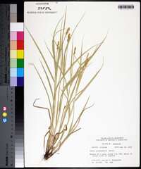 Carex cristatella image