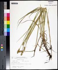 Carex cristatella image