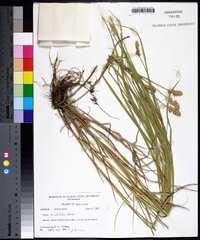 Carex cristatella image