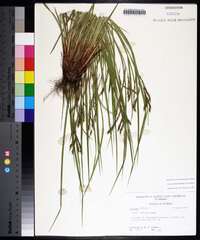 Carex debilis var. debilis image