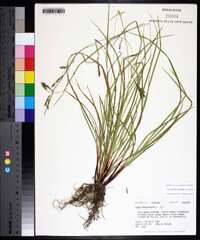 Carex debilis var. debilis image