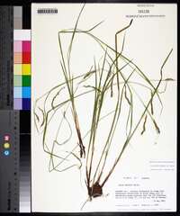 Carex debilis var. debilis image