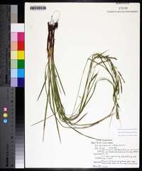 Carex debilis var. debilis image