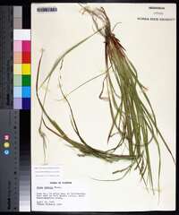 Carex debilis var. debilis image