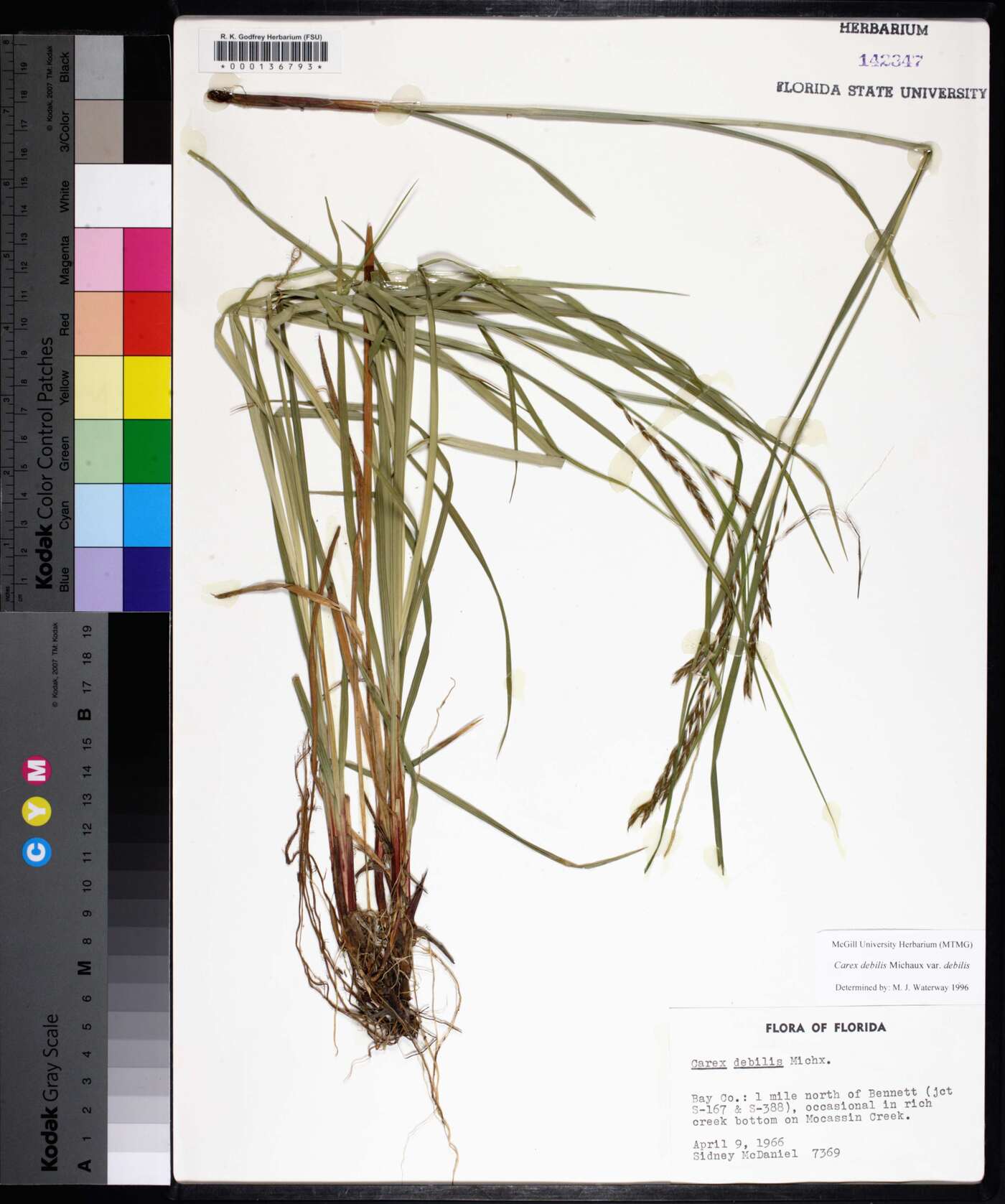 Carex debilis var. debilis image