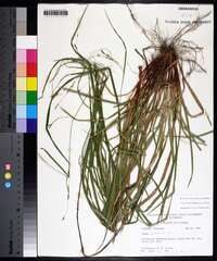 Carex debilis var. debilis image