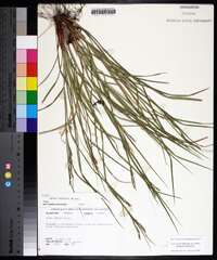 Carex debilis var. debilis image