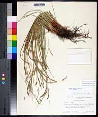 Carex debilis var. debilis image