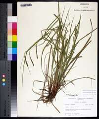 Carex debilis var. debilis image