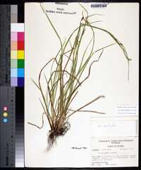 Carex debilis var. debilis image