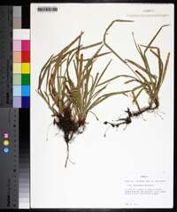 Carex abscondita image