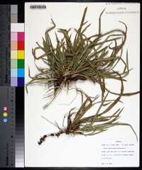 Carex abscondita image