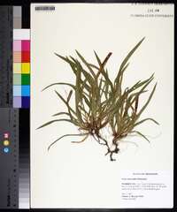 Carex abscondita image