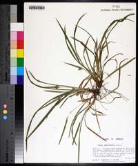 Carex abscondita image