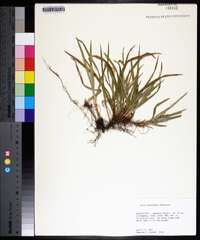 Carex abscondita image