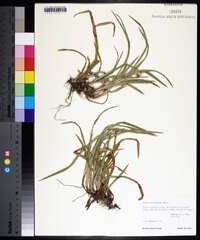 Carex abscondita image