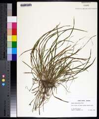 Carex abscondita image