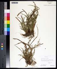 Carex abscondita image