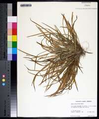 Carex abscondita image