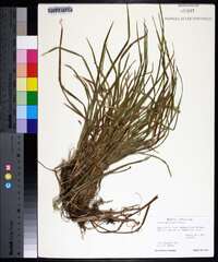 Carex abscondita image