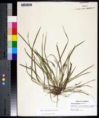 Carex abscondita image