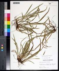 Carex abscondita image